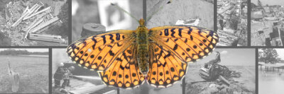 Die Angst vor dem Zufall - Kann der Flügelschlag eines Schmetterlings einen Orkan am anderen Ende der Welt auslösen? Bei der Frage um den Zusammenhang zwischen Zufall und Komplexität ziehen manche Philosophen den sogenannten Schmetterlingseffekt heran.