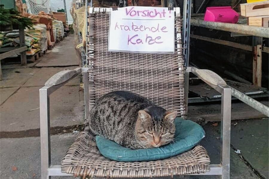 Die berühmteste Katze von Döbeln - Kater Bärchen gehört in einem Döbelner Pflanzenmarkt zum Inventar. 