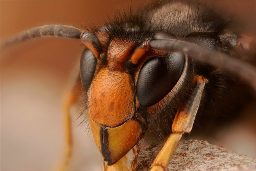 Die Bienenjäger - 2004 nach Europa eingewandert und sehr verbreitungsfreudig: die Asiatische Hornisse, im Bild ein männliches Exemplar. 