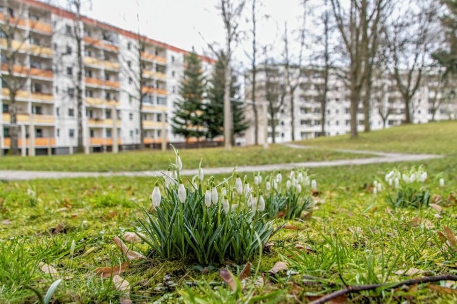 Die ersten Frühlingsboten im Erzgebirge - Die ersten Schneeglöckchen blühen in Zwönitz.