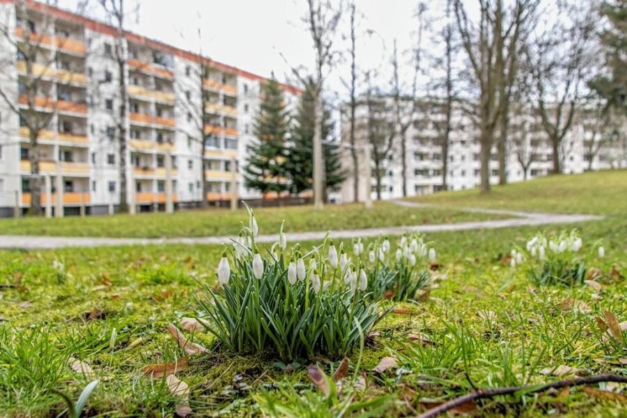Die ersten Frühlingsboten im Erzgebirge - Der Winter hat sich in weiten Teilen des Erzgebirges vorerst zurückgezogen. Die milden Temperaturen haben stattdessen die ersten Frühblüher ins Freie gelockt: wie hier in Zwönitz die Schneeglöckchen. 