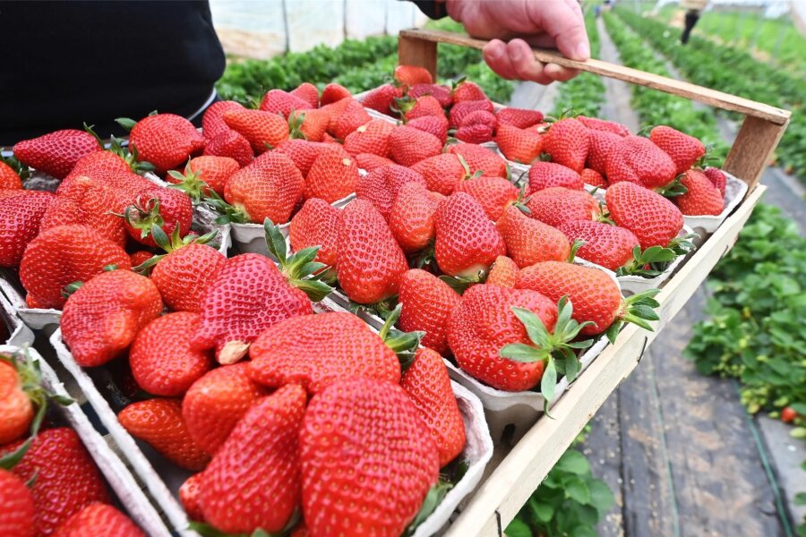 Die ersten heimischen Erdbeeren sind da - Darum werden sie zur Rarität - Groß, rot und saftig: Die ersten deutschen Erdbeeren werden jetzt in Baden-Württemberg geerntet. Sie sind in Folientunneln gereift.