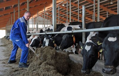 Stallleiter Marko Uhlig beim Verteilen der sogenannten TMR - der Totalen Mischration für die Milchkühe. 