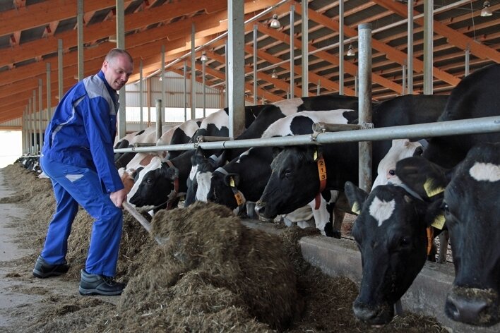 Stallleiter Marko Uhlig beim Verteilen der sogenannten TMR - der Totalen Mischration für die Milchkühe. 