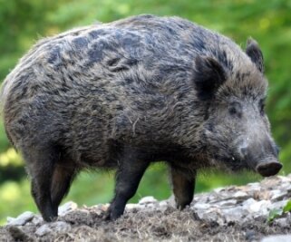 Die große Sauerei: Wildschweine bereiten Sachsens Bauern Sorgen - Die Schwarzkittel müssen nur den Menschen fürchten.