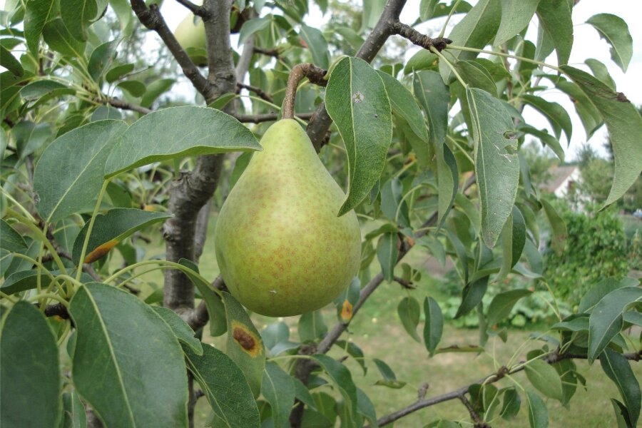 Die Grüne Hoyerswerder ist Sachsens Obstsorte des Jahres - Ein seltener Anblick: Die Grüne Hoyerswerder ist eine uralte Birnensorte, die vor etwa 230 Jahren in Hoyerswerda entdeckt wurde.