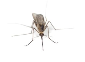 Stechmücken haben in mancher Hinsicht einen ungerechtfertigt schlechten Ruf. 