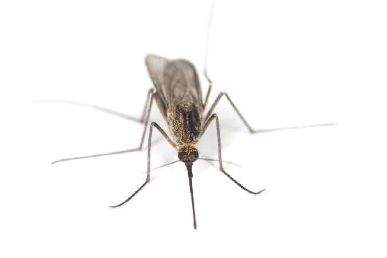 Stechmücken haben in mancher Hinsicht einen ungerechtfertigt schlechten Ruf. 
