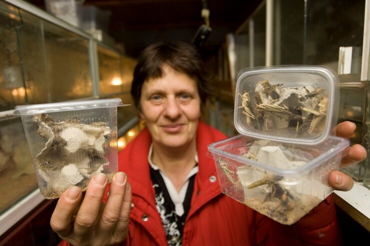 <p class="artikelinhalt">In diesen Saure-Gurken-Bechern verkauft Petra Wunderlich ihre Insekten. Sie züchtet Schaben, Grillen und Heuschrecken im Keller. Die Wüstenwanderheuschrecken (Foto) sind ihr Verkaufsschlager.</p>