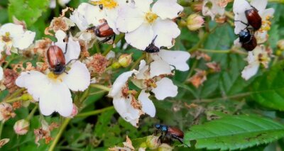 Die Invasion der Käfer - Der Gartenlaubkäfer befällt mit Vorliebe Rosengewächse wie diesen vielblütigen Hagebuttenstrauch im Garten von Kay Meister.