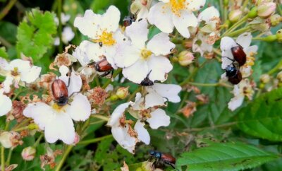 Die Invasion der Käfer - Der Gartenlaubkäfer befällt mit Vorliebe Rosengewächse wie diesen vielblütigen Hagebuttenstrauch im Garten von Kay Meister.