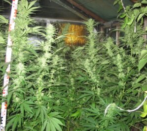Die meterhohe Cannabispflanze in der Klärgrube - Cannabispflanzen (Symbolbild): Ab einem THC-Gehalt von 7,5 Gramm wird es problematisch. 