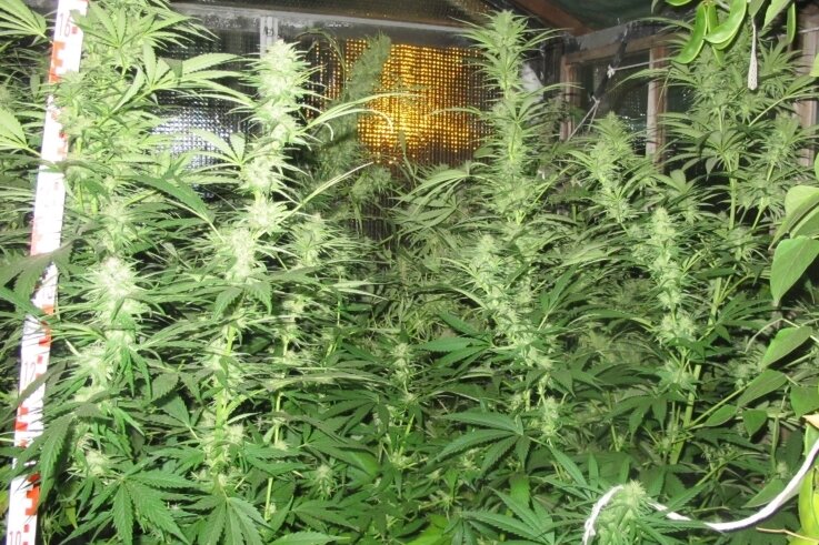 Die meterhohe Cannabispflanze in der Klärgrube - Cannabispflanzen (Symbolbild): Ab einem THC-Gehalt von 7,5 Gramm wird es problematisch. 