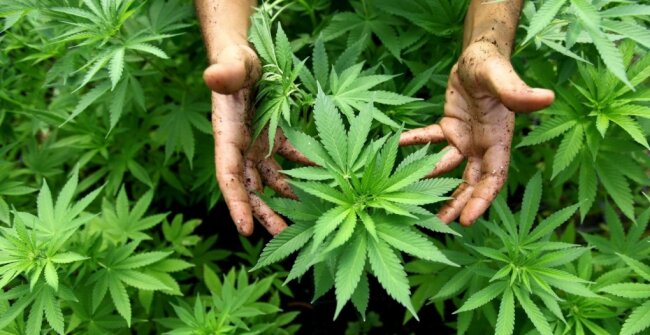 Die (noch) verbotene Droge Cannabis: Was ein Suchtexperte zur Freigabe sagt - Die neue Regierung plant die kontrollierte Freigabe von Hanf für Erwachsene. So steht es im Koalitionsvertrag. Genaue Regelungen fehlen jedoch noch. Der Suchtexperte der TU Chemnitz geht davon aus, dass die Umsetzung des Planes dauern wird. 