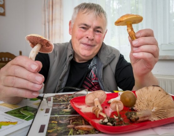 Die Pilzsaison schlägt Purzelbäume - Pilzberater Joachim Melzer aus Niederlauterstein hält einen Wiesenchampignon (l.) und einen Gold-Lärchenröhrling (r.) in seinen Händen. 