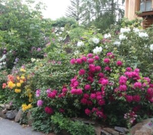 Die "Rhododendren-Stadt" blüht auf - Im Villenviertel in Augustusburg gibt es viele Vorgärten mit Rhododen-dronbüschen.