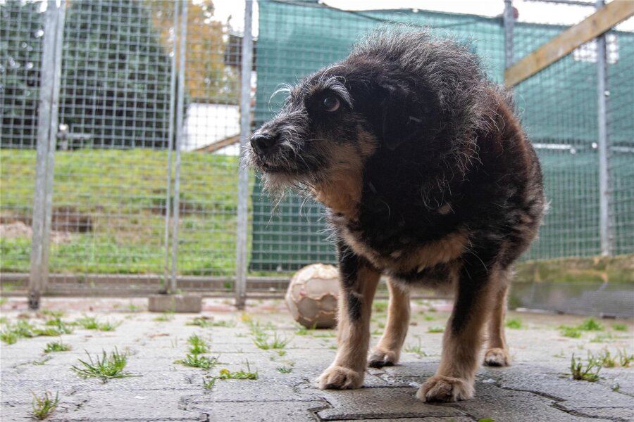 Die rührende Geschichte vom einsamen Hund Mirko aus dem Vogtland - Auslauf hat Mirko auf dem Grundstück vor seinem Zwinger. Gassigehen kann mit dem kleinen charismatischen Rüden niemand.