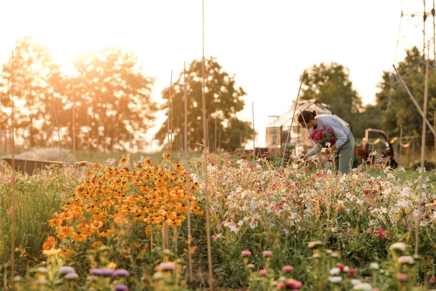 Die Sachsen öffnen ihre Privatgärten - Echinacea, Zinien, Astern – das sind nur drei Blumensorten, die Emma Auerbach auf ihrem kleinen Feld nahe Dresden anbaut. Hier wachsen über 300 verschiedene alte und neue Sorten.
