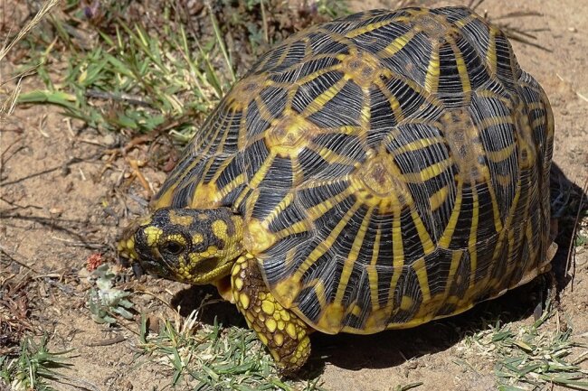 Die Schildkröten verschwinden - Der Weinbau Südafrikas hat der Geometrischen Landschildkröte die Heimat geraubt. 