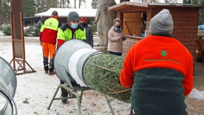 Die Suche nach dem richtigen Baum im Werdauer Wald - Eric Vötisch (l.) und Christian Puffke "verpackten" die ausgesuchten Weihnachtsbäume.