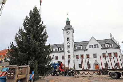 Die Tanne für den 32. Christmarkt in Freiberg ist angekommen - Groß und schön ist der Christbaum für den Freiberger Christmarkt 2023.