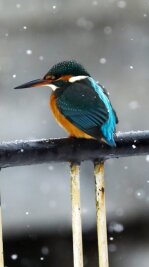 Die Tiere des Jahres im Erzgebirgskreis - Mit Glück ließ sich der Eisvogel in Neudorf am Bachlauf entdecken. 