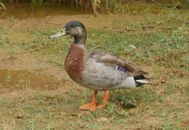 Die womöglich einsamste Ente der Welt ist tot - Tevor the Duck hat eine eigene Facebook-Seite.
