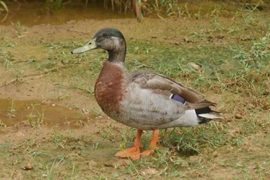 Die womöglich einsamste Ente der Welt ist tot - Tevor the Duck hat eine eigene Facebook-Seite.