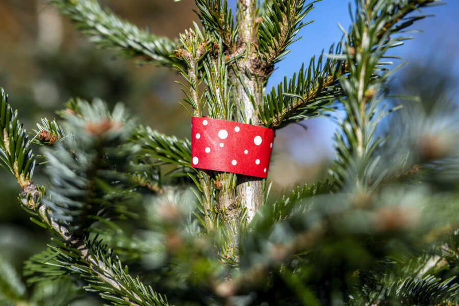 Diebe klauen im Vogtland mehrere Weihnachtsbäume - Für einen Weihnachtsbaum muss man dieses Jahr tiefer in die Tasche greifen. In Auerbach wurde ein Weihnachtsbaumverkäufer nun schon das zweite Mal bestohlen. 