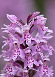 Diese Orchidee darf nicht in freie Natur - Laut Bundesartenschutzgesetz ist das Gefleckte Knabenkraut besondersgeschützt. In der Natur kommt es kaum noch vor. 