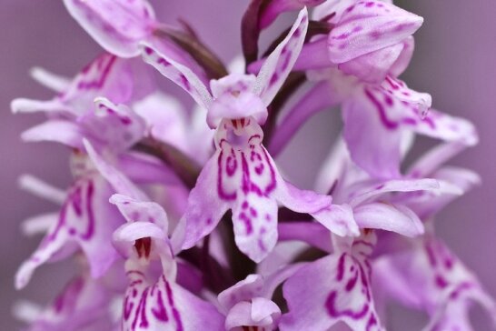 Diese Orchidee darf nicht in freie Natur - Laut Bundesartenschutzgesetz ist das Gefleckte Knabenkraut besondersgeschützt. In der Natur kommt es kaum noch vor. 