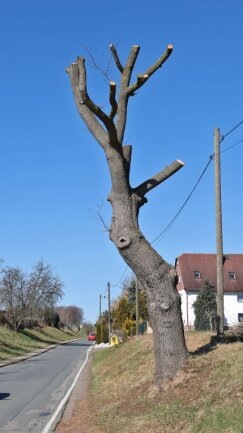 Dieser "Baum" ist Dorfgespräch in Remse - Der Gemeinderat in Emse rätselt darüber, wer die Eiche verunstaltet hat.