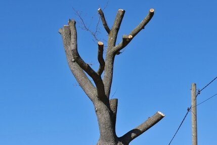 Dieser "Baum" ist Dorfgespräch in Remse - Der Gemeinderat in Emse rätselt darüber, wer die Eiche verunstaltet hat.