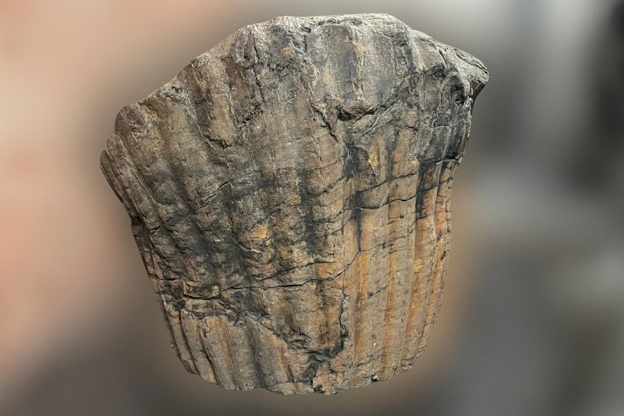 Dieses Ausstellungsstück der Oelsnitzer „Kohlewelt“ ist sagenhafte 300 Millionen Jahre alt - Mit diesem versteinerten Wurzelstock eines Siegelbaums dokumentiert die „Kohlewelt" längst ausgestorbene Pflanzen, aus denen später Steinkohle wurde.