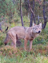 Dieses Paar ist im Erzgebirge zu Hause - Der erste seit mehr als 200 Jahren im Raum Marienberg wieder sesshafte Wolfsrüde, aufgenommen von einer Wildkamera im September 2021.