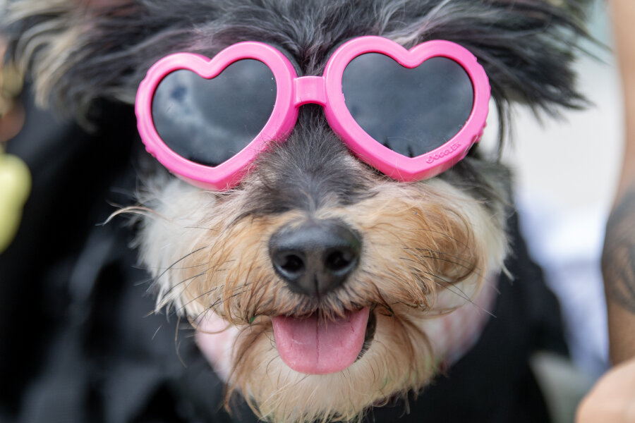 Diva für den Durchblick: Eine kleine Kulturgeschichte der Sonnenbrille - Rosa Herzchen: Dieser Hund wurde auf einer Pride-Parade der Lesben- und Schwulenbewegung in Großbritannien gesichtet.