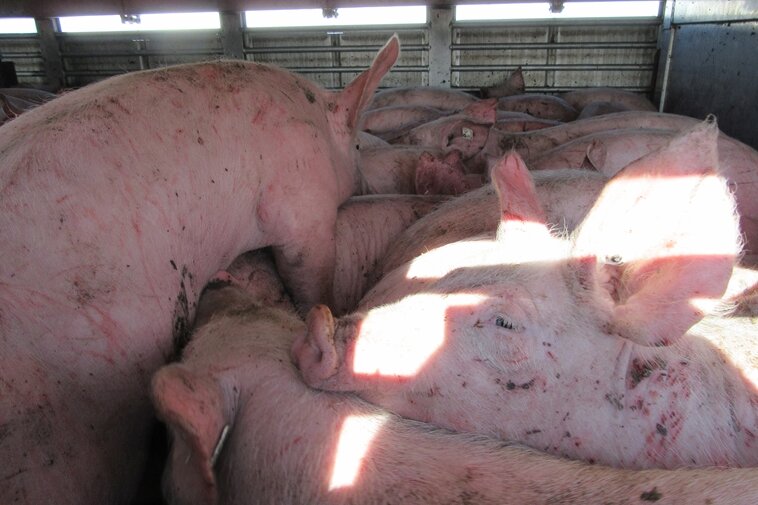 Döbeln: Grobe Verstöße bei Tiertransporten entdeckt - In diesem Transport waren zu viele Schweine untergebracht.
