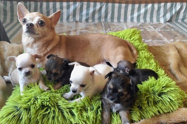 Drama um 46 Chihuahuas in Plauen: Jetzt landet der Fall vor Gericht - Fünf kleine Welpen haben sich aus einer beschlagnahmten Zucht im Tierheim Plauen bislang ins Leben gekämpft. Fünf weitere Neugeborene hatten kein Glück. 