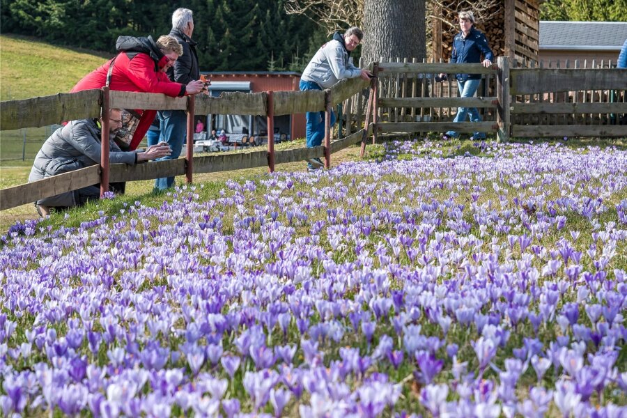 Drebacher Krokuswiesen in voller Blüte - Zum Wochenbeginn kamen weniger Ausflügler zu den Drebacher Krokuswiesen als am Wochenende.