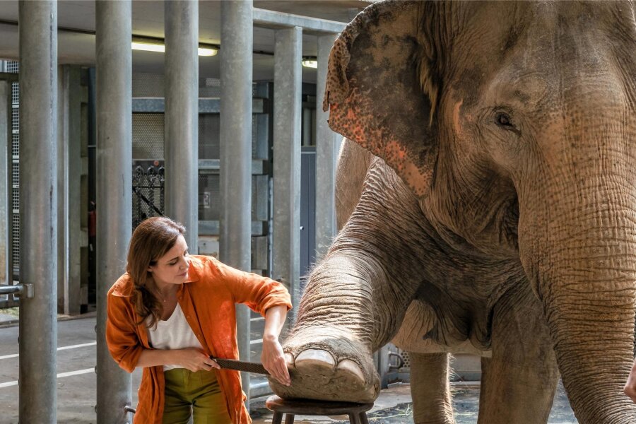 Dreharbeiten im Zoo Leipzig: ARD-Serie „Tierärztin Dr. Mertens“ wird fortgesetzt - Pediküre bei den Elefanten im Leipziger Zoo: Die freie Tierärztin Dr. Susanne Mertens (Elisabeth Lanz) ist auch für die Dickhäuter da.