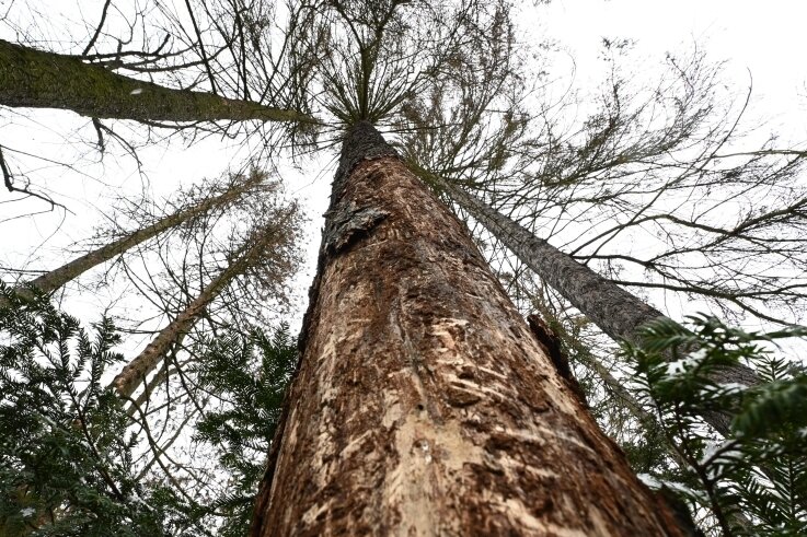 Drei Viertel aller Fichten in Sachsens Wäldern sind nicht gesund - 