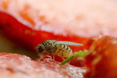 Dresdner Forscher: Auch gesundes Essen kann zur tödlichen Gefahr werden - Fruchtfliegen sind genetisch dem Menschen ziemlich ähnlich. Ernährungsexperimente sollen  nun helfen, neue Behandlungswege für bislang undefinierte menschliche Erkrankungen aufzuzeigen. 