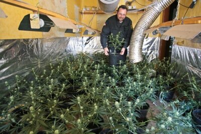 Drogenplantage in Aue ausgehoben - 800 Hanfpflanzen fanden Beamte in einem Auer Stadthaus.