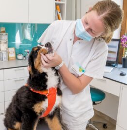 Drohendes Antibiotika-Verbot: Arzt befürchtet Todesurteil für Haustiere - Tierärztin Sarah Krause mit Berner Sennenhündin Alva in der Tierklinik Marienberg, die die Petition unterstützt. 