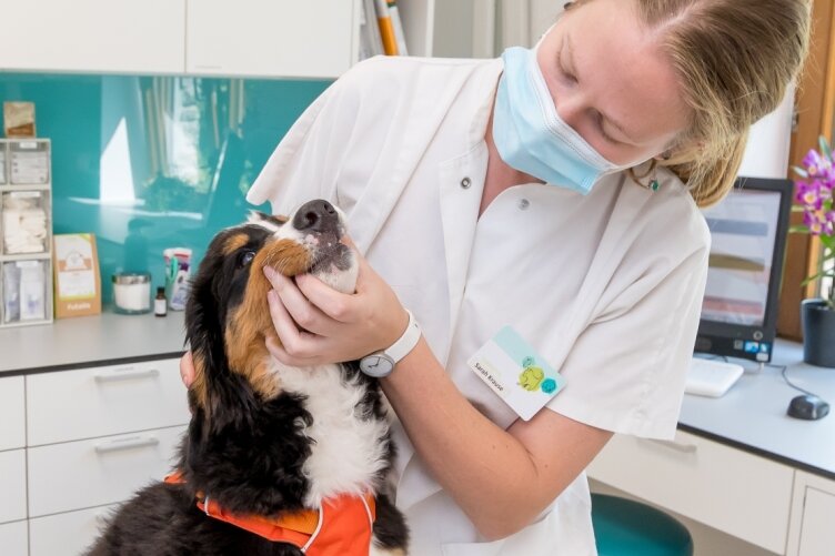 Drohendes Antibiotika-Verbot: Arzt befürchtet Todesurteil für Haustiere - Tierärztin Sarah Krause mit Berner Sennenhündin Alva in der Tierklinik Marienberg, die die Petition unterstützt. 