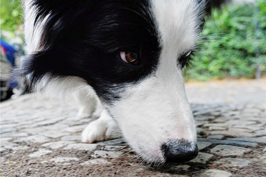 Droht in Rochlitz Gefahr durch Giftköder? - Ein Hund schnüffelt am Boden. Ausgelegte Giftköder sind für Tiere eine Gefahr. 