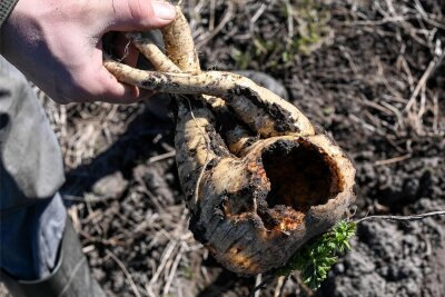 Düngen, umpflanzen, überwintern: Was jetzt noch im Garten zu tun ist - Hier haben sich Wühlmäuse bedient: Sie höhlen Wurzelgemüse wie diese Pastinake einfach aus.