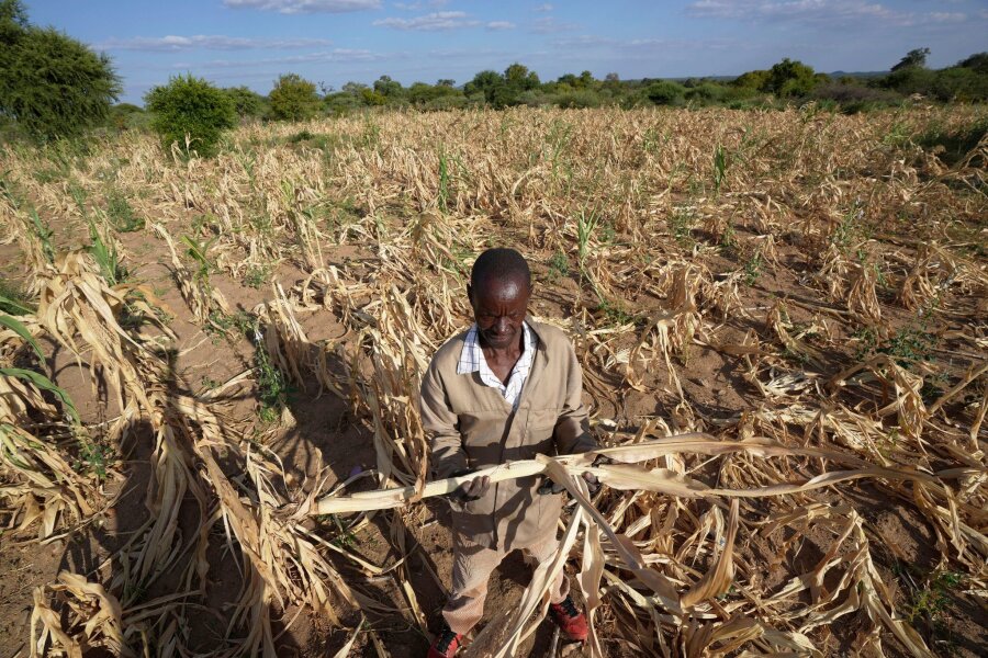 Dürre im Süden Afrikas bedroht 24 Millionen Menschen - James Tshuma, ein Bauer im Südwesten Simbabwes, im März 2023 inmitten seines ausgetrockneten Feldes.