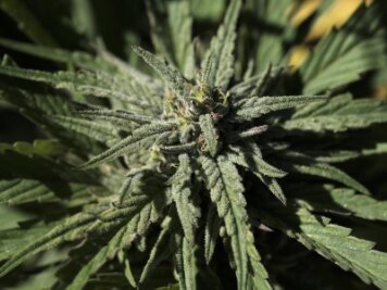 Duo mit 21 Cannabispflanzen auf dem Sonnenberg unterwegs - 