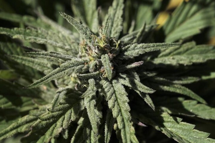Duo mit 21 Cannabispflanzen auf dem Sonnenberg unterwegs - 